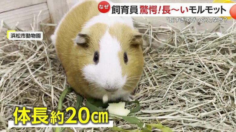 3月に生まれたばかりのなつみくん