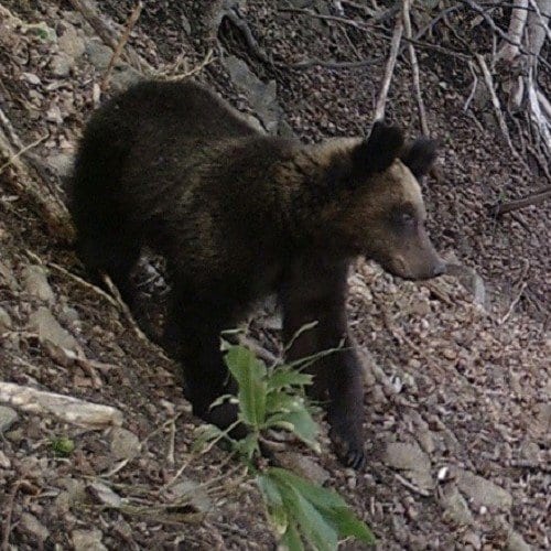斜面に現れたクマ（3月12日　提供：札幌市）