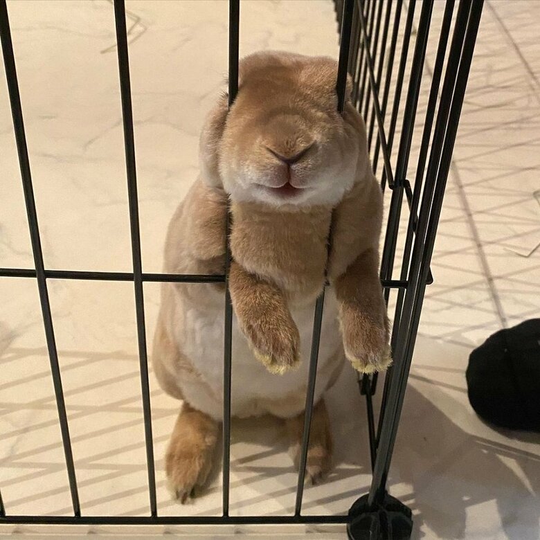 挟まれているテンテンちゃん