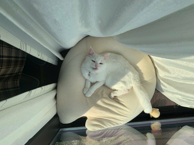 提供：@hakusama0906