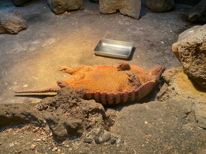 無防備な寝姿のラグくん（画像提供：伊豆シャボテン動物公園）
