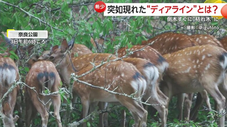 奈良公園で撮影された倒れた木に群がるシカ