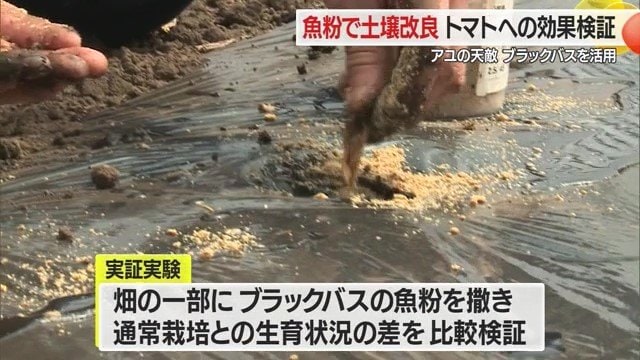 ブラックバスの粉末で土壌改良した畑と、通常の畑とでトマトを栽培して比較検証する