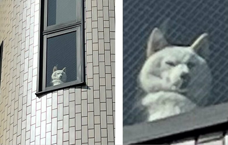 飼い主さんの買う物は問題ではない　いつも貫禄ある表情