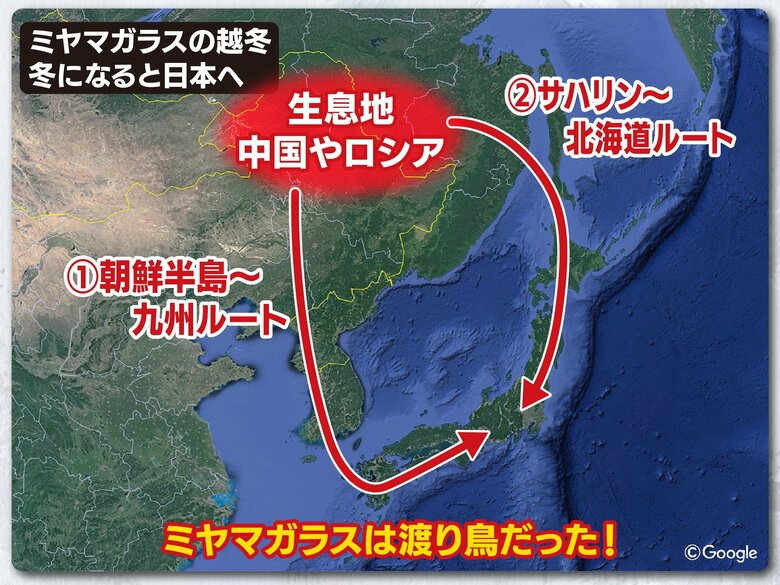 ミヤマガラスは渡り鳥　春になれば中国やロシアへ