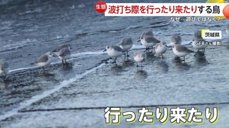 波が押し寄せるリズムにあわせて行ったり来たりする鳥の群れ