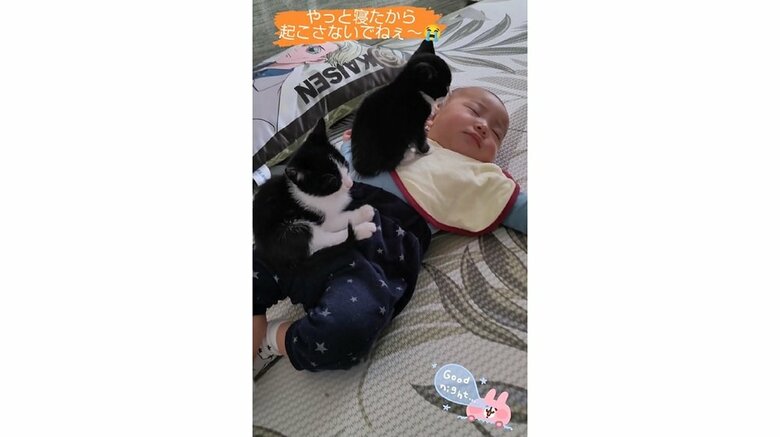 蓮慈くんの上に乗る子猫たち