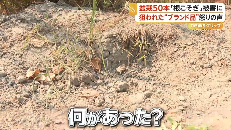 根こそぎ盗まれた盆栽
