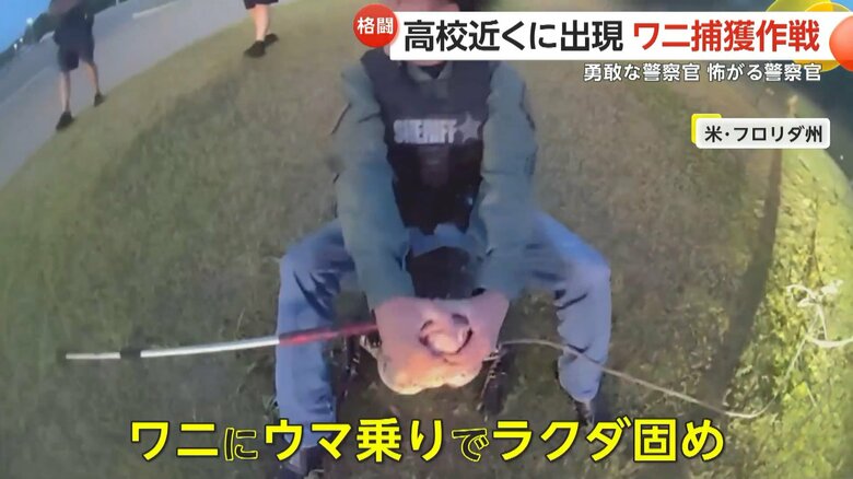 警察官が慣れた様子でワニに馬乗りになり、見事捕獲する一部始終④