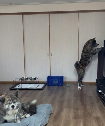 画面右で立ち上がっているのがてんてんくん