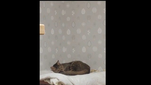 くつろぐ「キラ」