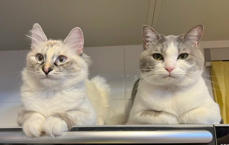 左：同居猫のまろんちゃん（まろ様）　右：いずもちゃん（提供：いずもん/まろ様さん）