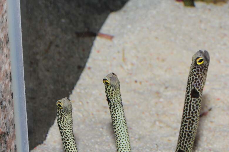 提供：沼津港深海水族館