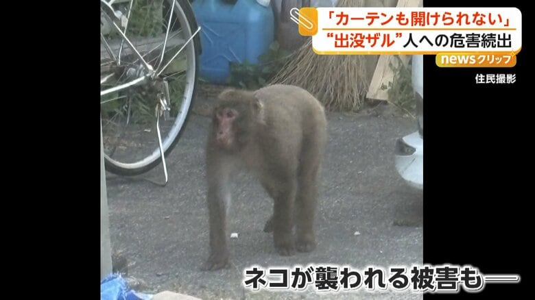 サルにネコが襲われるなどの被害
