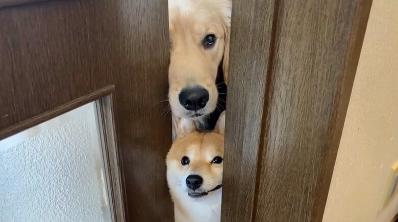 提供：豆柴うに&ゴールデンレトリバーおからさん