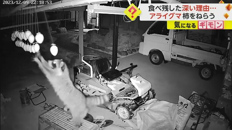 台によじ登ると立ち上がって前足を伸ばし、干し柿を取ろうとするアライグマ⑥