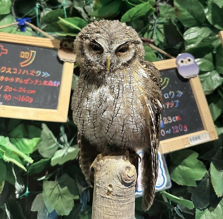 嫌な奴が近づいた時は露骨に表情が出るという