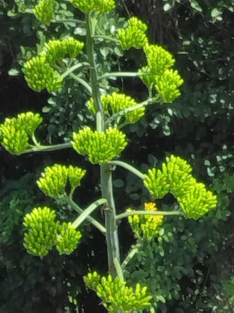 2024年7月16日に咲いたリュウゼツランの花　（提供：国際観光ホテル「旗松亭」小林則章副支配人）