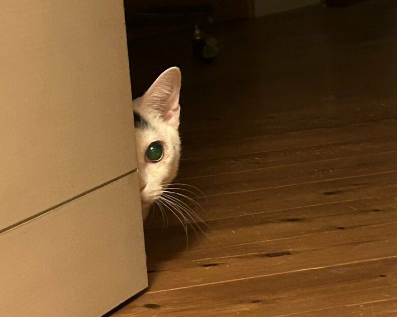 ちらっ
