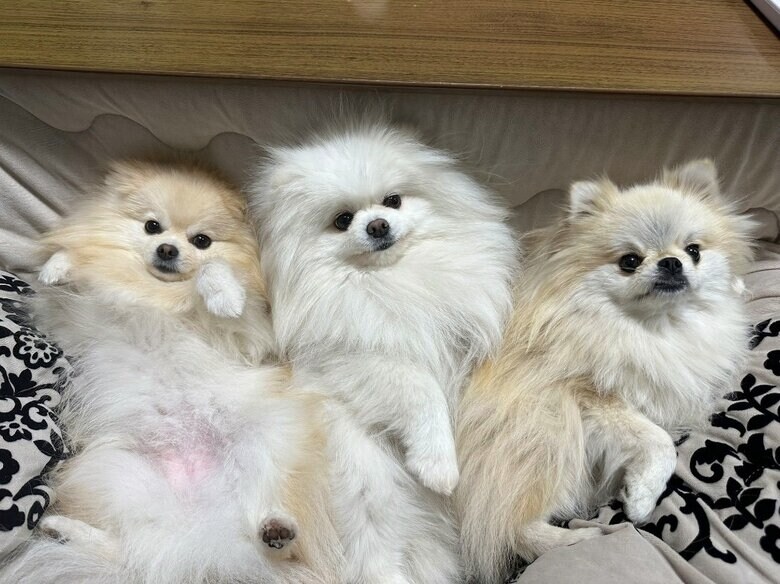 左：マリンちゃん　中央：メルちゃん　右：クララちゃん（提供：愉快な3姉妹ポメラニアンさん）