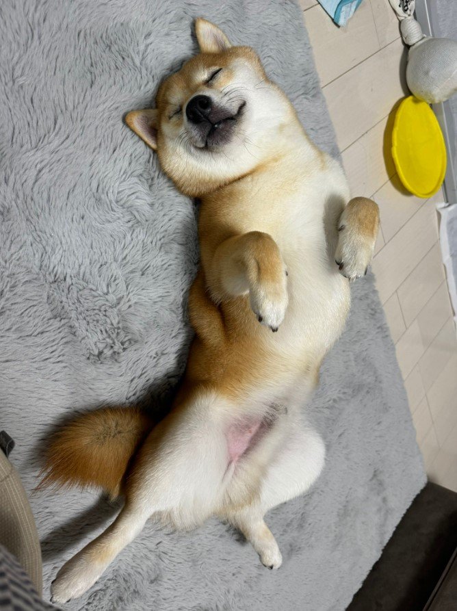 提供：わさび一族さん
