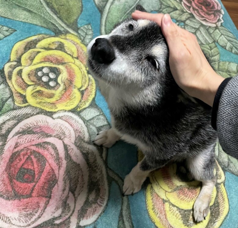 なでられている時の表情