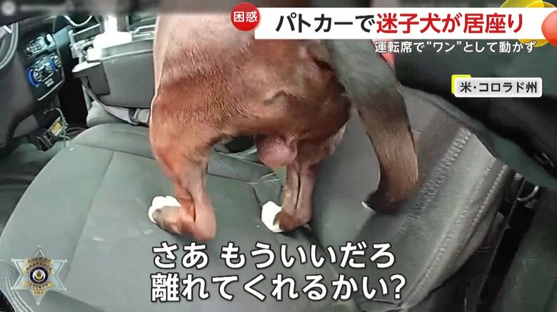 ようやく重い腰を上げて隣へ移動する犬（Arapahoe County Sheriff's Office）