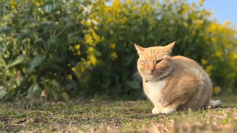 チャミちゃんはちょっぴり臆病
