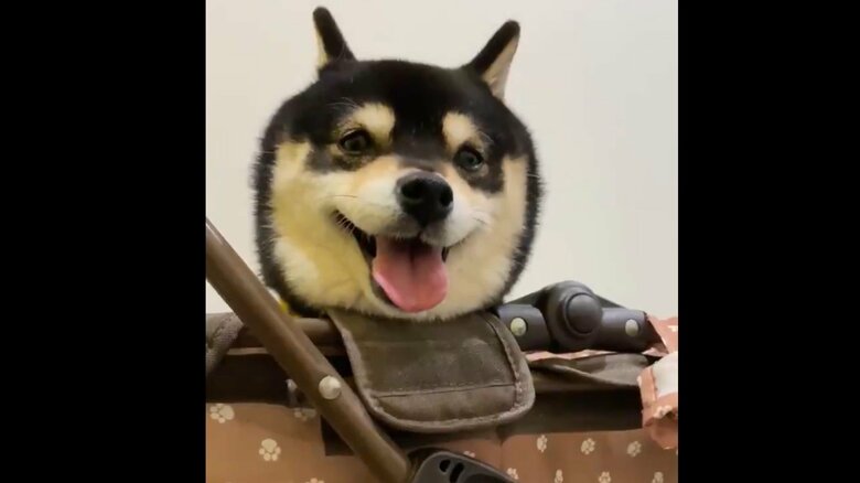 大好きなカートに乗って病院に向かったとき