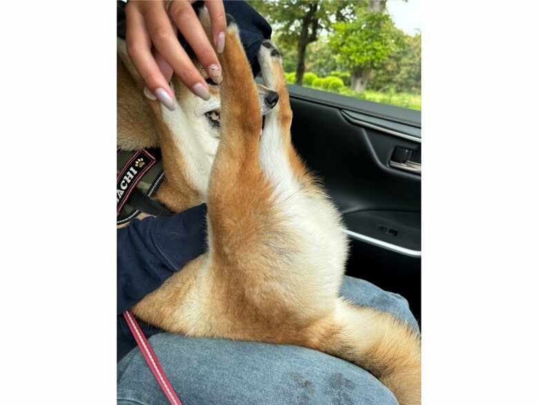 横から見ると足がピーンッと伸びている（提供：はちさん）
