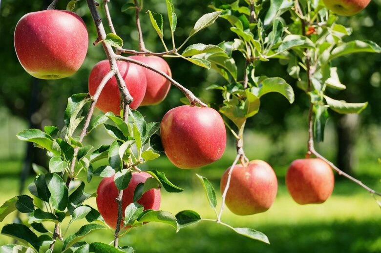 5年後には果樹も深刻な情勢の見込みが…（画像：イメージ）