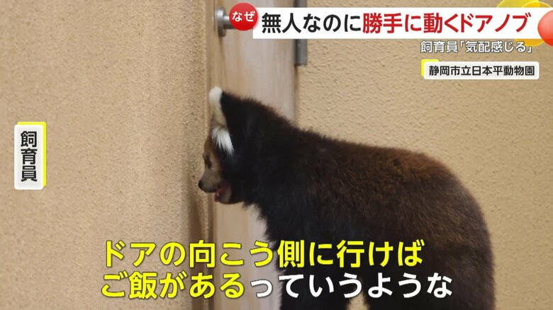 「ドアの向こう側に行けばご飯があるっていうような。リンゴ大好きなので」と話す飼育員