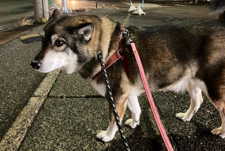 散歩が大好きだという
