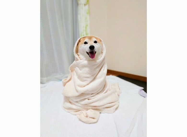 提供：柴犬チャーミーさん