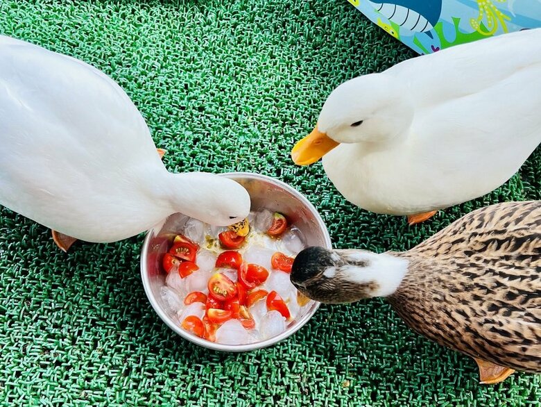 冷やしトマトおいしい！