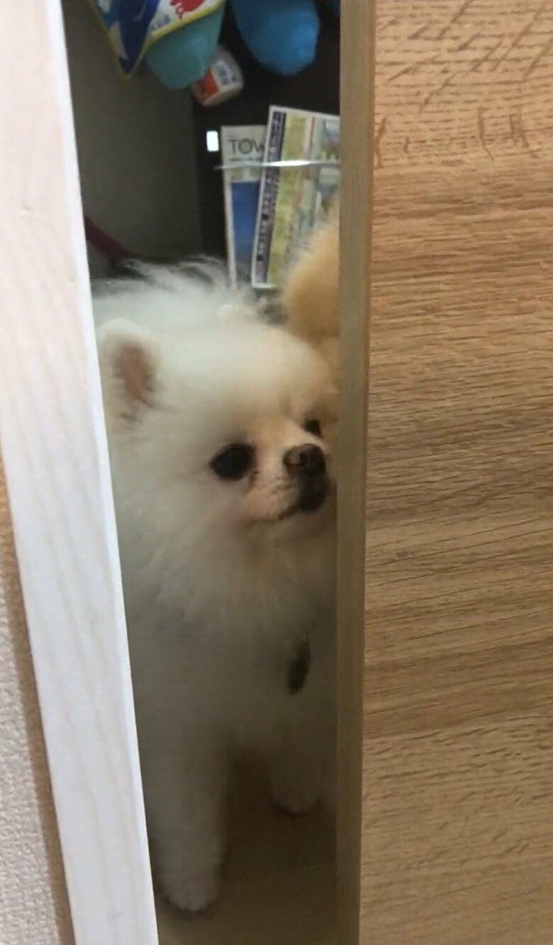 入口を目前にして、横から物体が出現