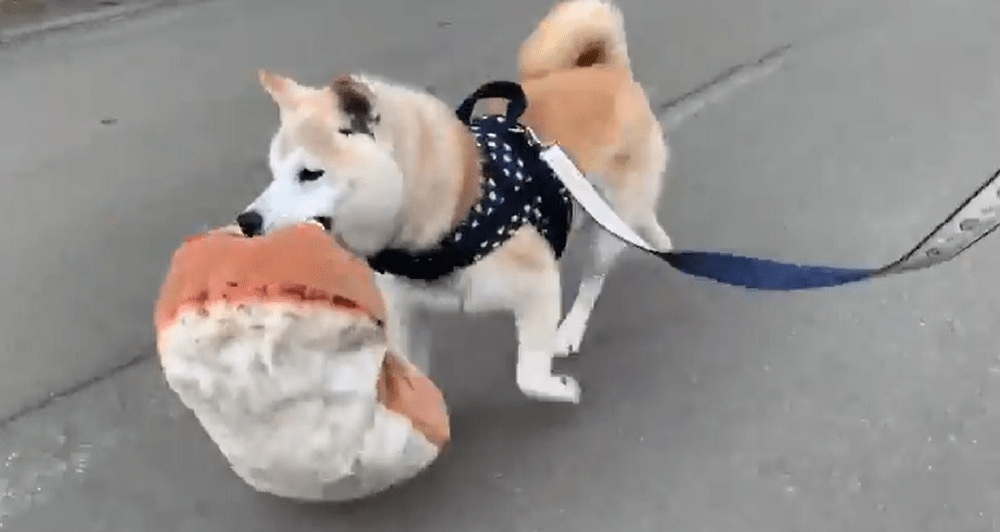 これじゃなきゃダメ 大きな食パン をくわえて散歩する柴犬がかわいい もっと驚きのモノもあった