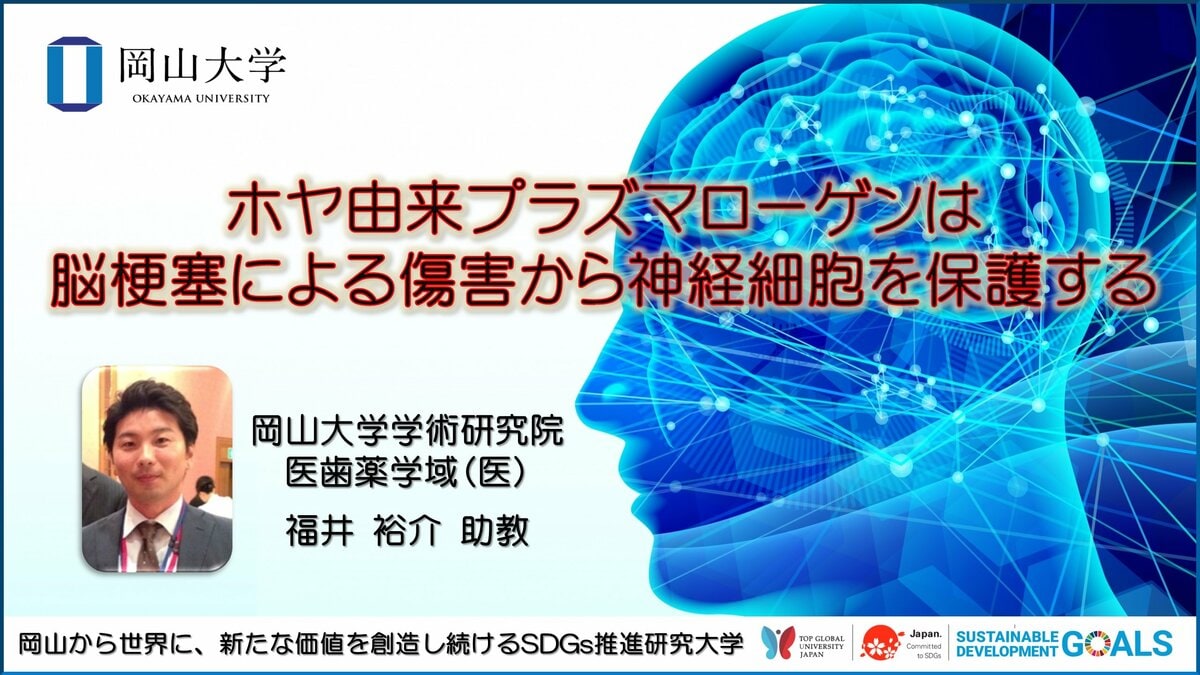 岡山大学 ホヤ由来プラズマローゲンは脳梗塞による傷害から神経細胞を保護する