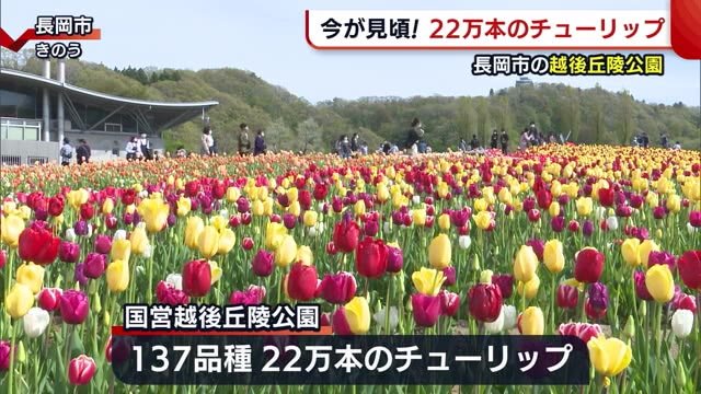 今が旬のタケノコと見ごろを迎えたチューリップ 田上町と長岡市から春の話題 新潟県