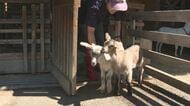 すくすく成長！双子のヤギの赤ちゃん　活発な兄「ひまわり」　マイペースな妹「カンナ」　生まれて1カ月、お母さん「きっちゃん」から離れません　長野・塩尻市「チロルの森」で誕生