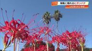 【土佐清水市】海風に揺れる赤い『ヒガンバナ』　足摺海洋館そばで見頃、秋の訪れ告げる