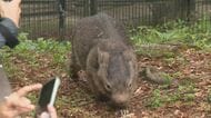 ウォンバット「夜の“動く姿”が貴重」　トウモロコシもぐもぐ　長野・茶臼山動物園で「サマーナイトZOO」　夜行性で昼間はあまり動かない「普段と違う夜の姿を楽しんで」　8月15日まで