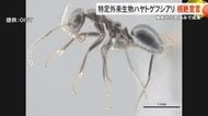 特定外来生物ハヤトゲフシアリの根絶宣言　産学官の連携に加え米軍も協力するなど横断的取り組みで実現