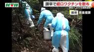野生イノシシ「豚熱」感染で22日に経口ワクチンを散布  半径10km圏内の養豚場に異常なし