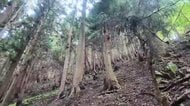 焼失面積1620ヘクタール、山林所有者が抱える複雑な思いと森林再生　大槌町の山林火災発生から半年　岩手県