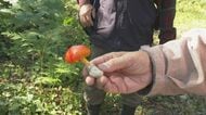 猛暑で“キノコ”に異変!?毒キノコに注意を!  食中毒防ぐための講習会｢専門家でも鑑別難しい｣【新潟発】