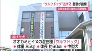 「見つけたら近づかないで」ウルフドッグ逃走 佐賀市東部で複数目撃情報【佐賀県神埼市】