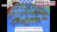 大麻草栽培規制法違反の疑いで男２人を逮捕　益城町の畑で栽培か　熊本県内で施行後初の逮捕者【熊本発】