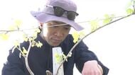ワインで“面白い町”に…陸前高田産ブドウで白ワイン完成、震災を原点に歩む33歳の挑戦　岩手県