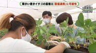 「すごい集中力」農業で力を発揮する障がい者 イチゴの植え付け 静岡・御前崎市